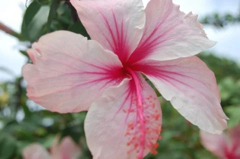 Pink Hawaiian Flower Stock Photos