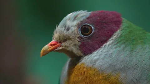  Pink-headed fruit-dove  Stock Footage 263603389