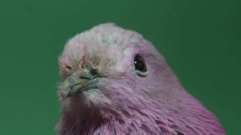 A Pink-headed fruit-dove Stock Footage 263900580