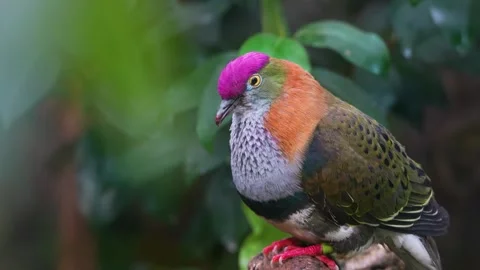 A Pink-headed fruit-dove Stock Footage 265817068