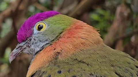 A  Pink-headed fruit-dove  Stock Footage 267466189