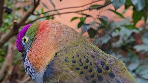  A Pink-headed fruit-dove Stock Footage 267606794