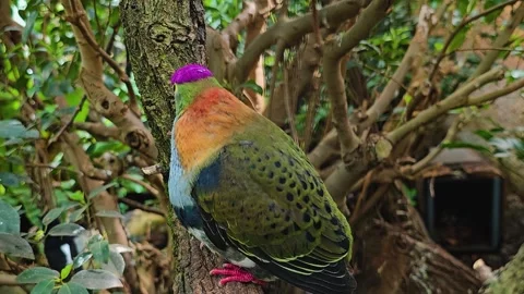 A  Pink-headed fruit-dove Stock Footage 275547588
