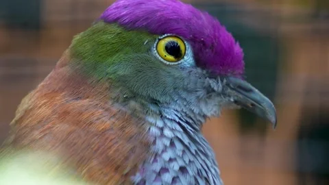 A Pink-headed fruit-dove Stock Footage 278039063