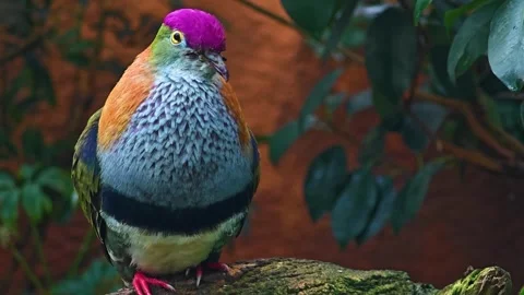 A Pink-headed fruit-dove head Stock Footage 299553665