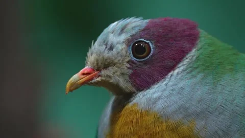 A Pink-headed fruit-dove resting  Stock Footage 263052944