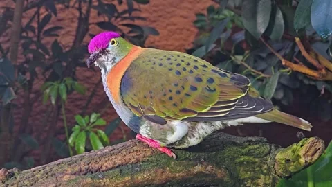 A Pink-headed fruit-dove on a tree Stock Footage 296494695