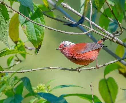 Pink headed warbler perched on a tree Stock Photos
