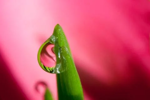 Pink heart in a raindrop Stock Photos