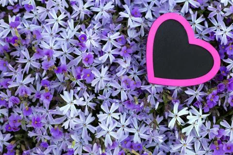 Pink heart with a violett flower background 스톡 사진