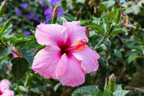 Pink hibiscus 2 Stock Photos