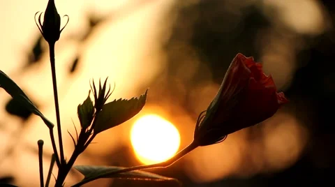 Pink Hibiscus and Sunset Video stock 48670341