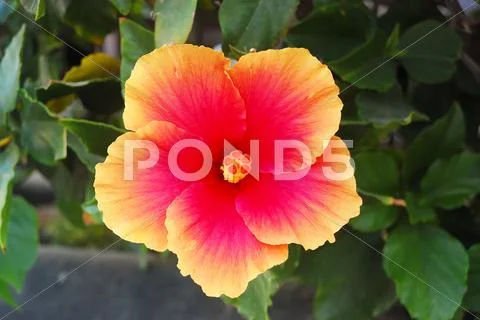 Pink hibiscus blossom, baja california sur Stock Photos