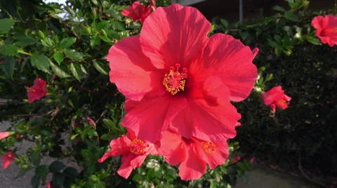 Pink hibiscus blossoms Stock Footage 68629579