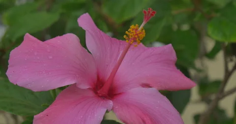 Pink Hibiscus dancing in the mild wind. January 2016 Stock Footage 58948754