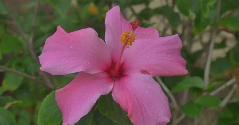Pink Hibiscus dancing in the mild wind. January 2016 Video stock 58949170