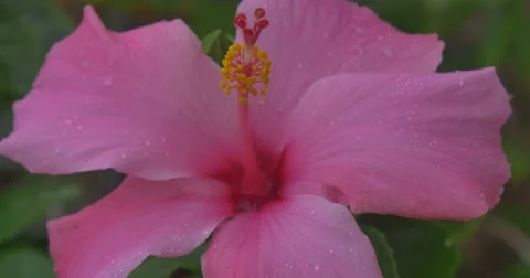 Pink Hibiscus dancing in the mild wind. January 2016 Stock Footage 58952378