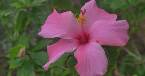 Pink Hibiscus dancing in the mild wind. January 2016 Stock Footage 58952496
