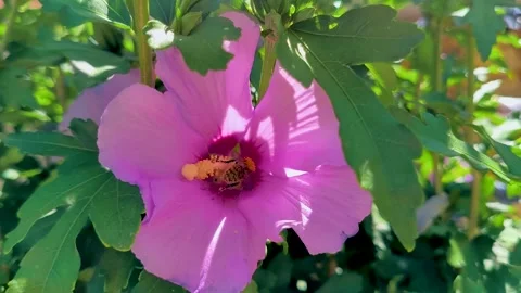 Pink hibiscus flower blooming with bee pollinating Stock Footage 340528982