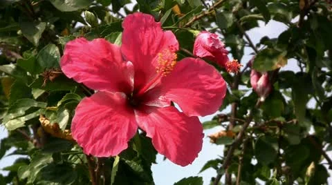 Pink hibiscus flower (closeup) Stock Footage 12397853