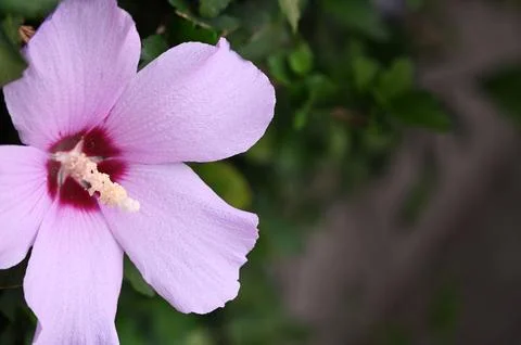 Pink hibiscus flower with dark center in a garden Stock Photos