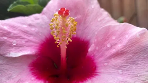 Pink Hibiscus Flower with Dew Drops Close Up Stock Footage 345651132