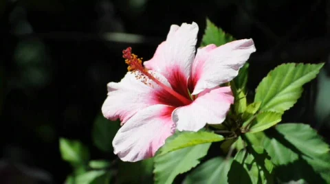  Pink Hibiscus Flower 库存影片 528368