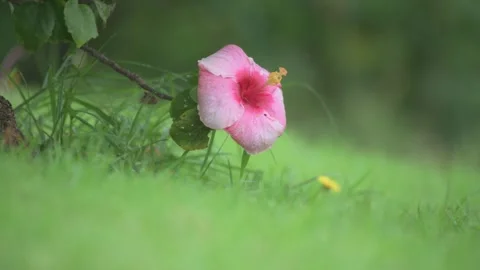 Pink Hibiscus flower Stock Footage 277476364