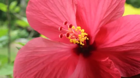 Pink hibiscus flower in garden, macro, flower essence, flower garden concept Stock Footage 281271053
