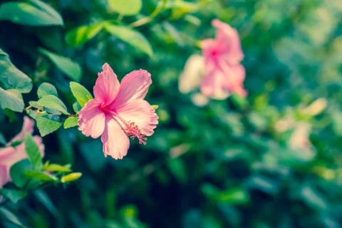 Pink hibiscus flower Foto stock