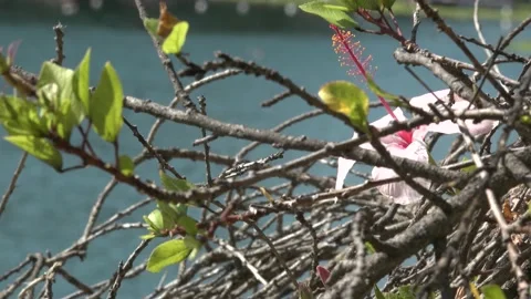Pink Hibiscus Flower Surrounded By Tree Branches  Video stock 209618568