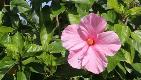 Pink Hibiscus Stock Footage 10833025