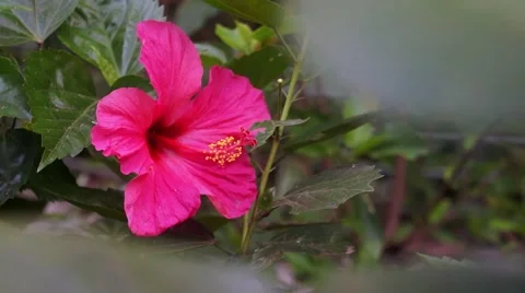 Pink hibiscus Video stock 42682202