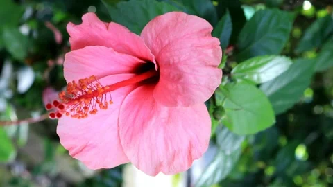 Pink hibiscus Stock Footage 280894666