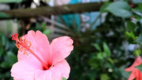 Pink hibiscus Video stock 280894730
