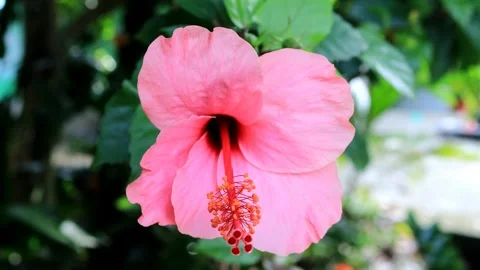 Pink hibiscus Stock Footage 280894732