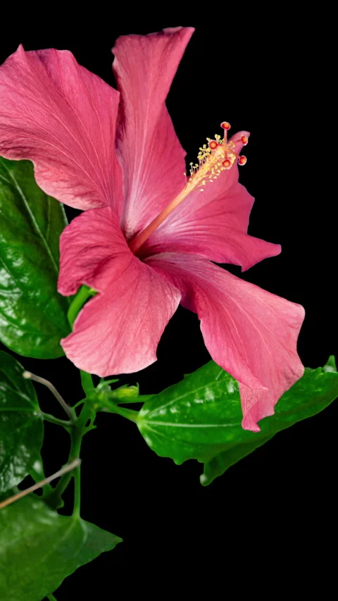 Pink Hibiscus Opens Big Flower in Time Lapse. Blooming Red Plant on a Black.. Stock Footage 345224655