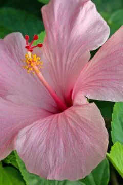 Pink hibiscus Stock Photos