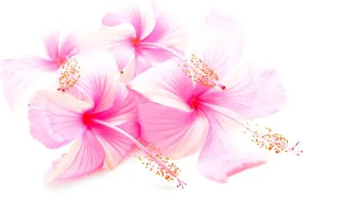 Pink hibiscus Stock Photos