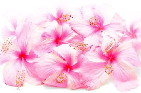 Pink hibiscus Stock Photos