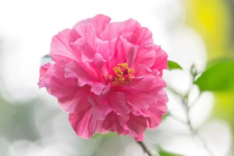 Pink hibiscus Stock Photos