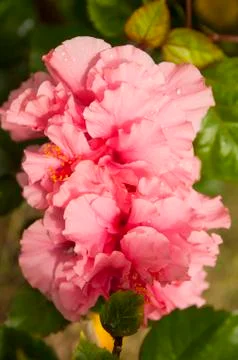 Pink hibiscus Stock Photos