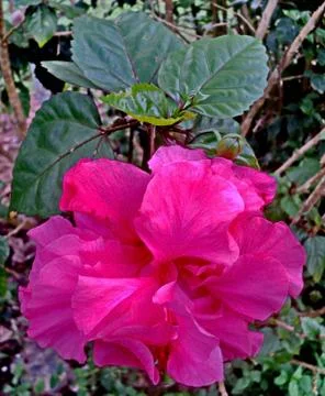 Pink hibiscus Foto stock
