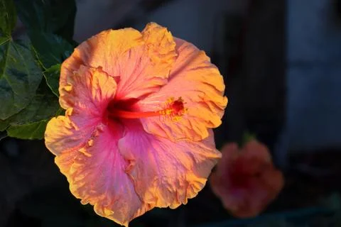 Pink Hibiscus 스톡 사진