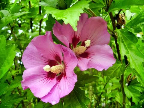 Pink Hibiscus Stock Photos