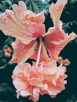 Pink Hibiscus Stock Photos