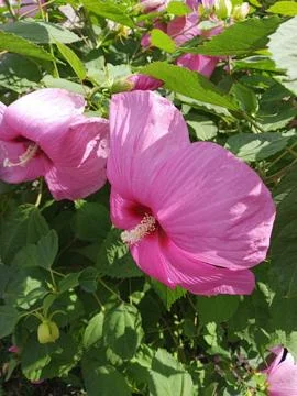 Pink hibiscus Foto stock