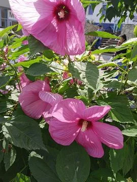 Pink hibiscus 스톡 사진