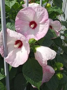 Pink hibiscus Photos