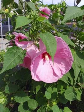 Pink hibiscus Photos